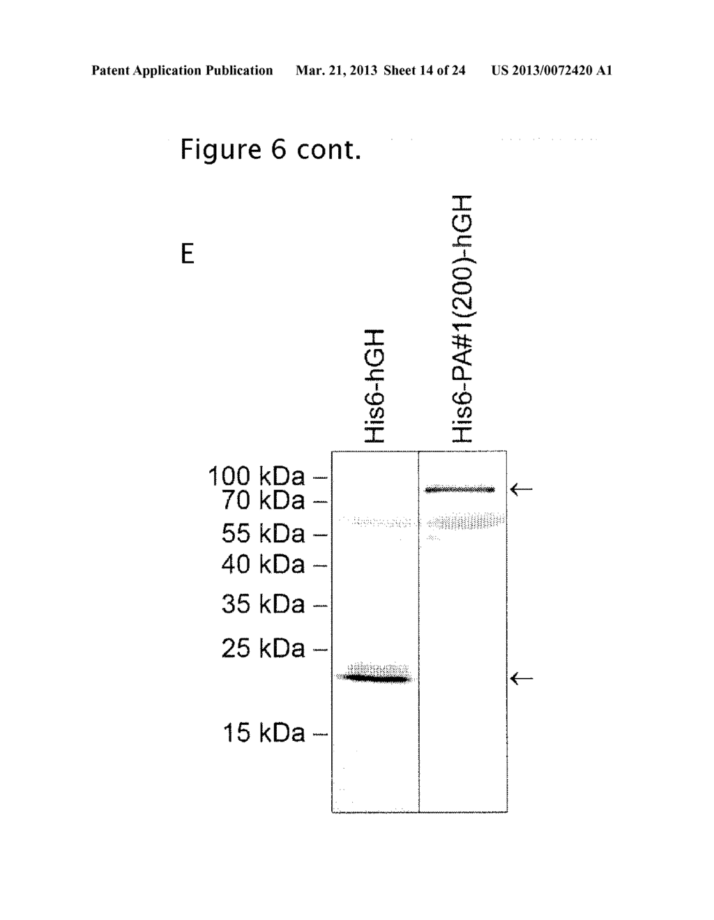 BIOSYNTHETIC PROLINE/ALANINE RANDOM COIL POLYPEPTIDES AND THEIR USES - diagram, schematic, and image 15