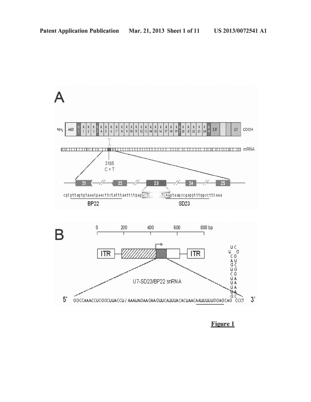 ADENO-ASSOCIATED VIRAL VECTOR FOR EXON SKIPPING IN A GENE ENCODING A     DISPENSIBLE-DOMAIN PROTEIN - diagram, schematic, and image 02