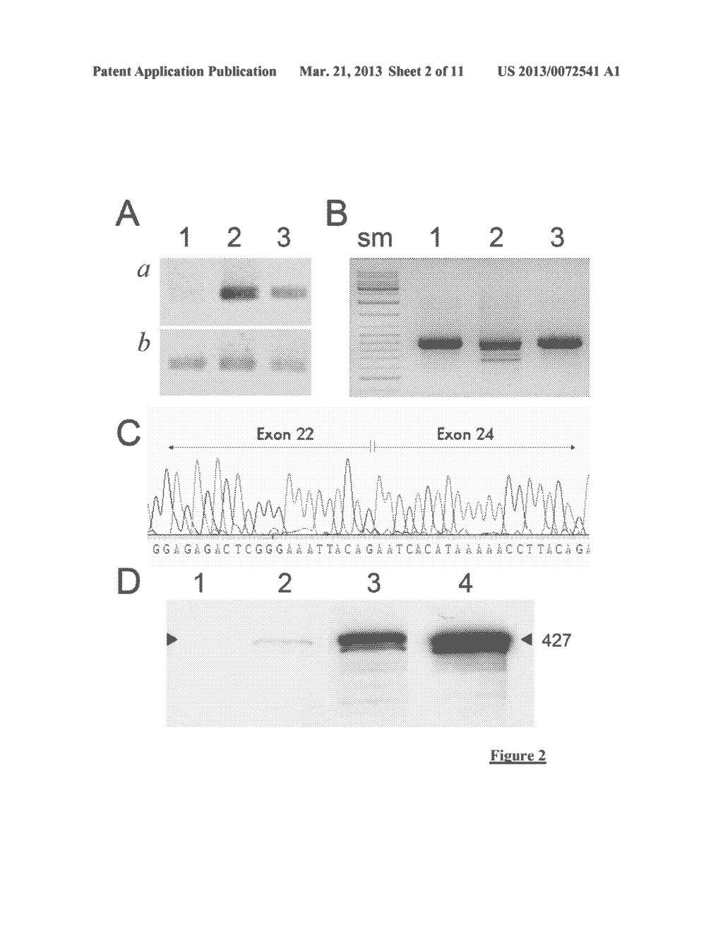 ADENO-ASSOCIATED VIRAL VECTOR FOR EXON SKIPPING IN A GENE ENCODING A     DISPENSIBLE-DOMAIN PROTEIN - diagram, schematic, and image 03