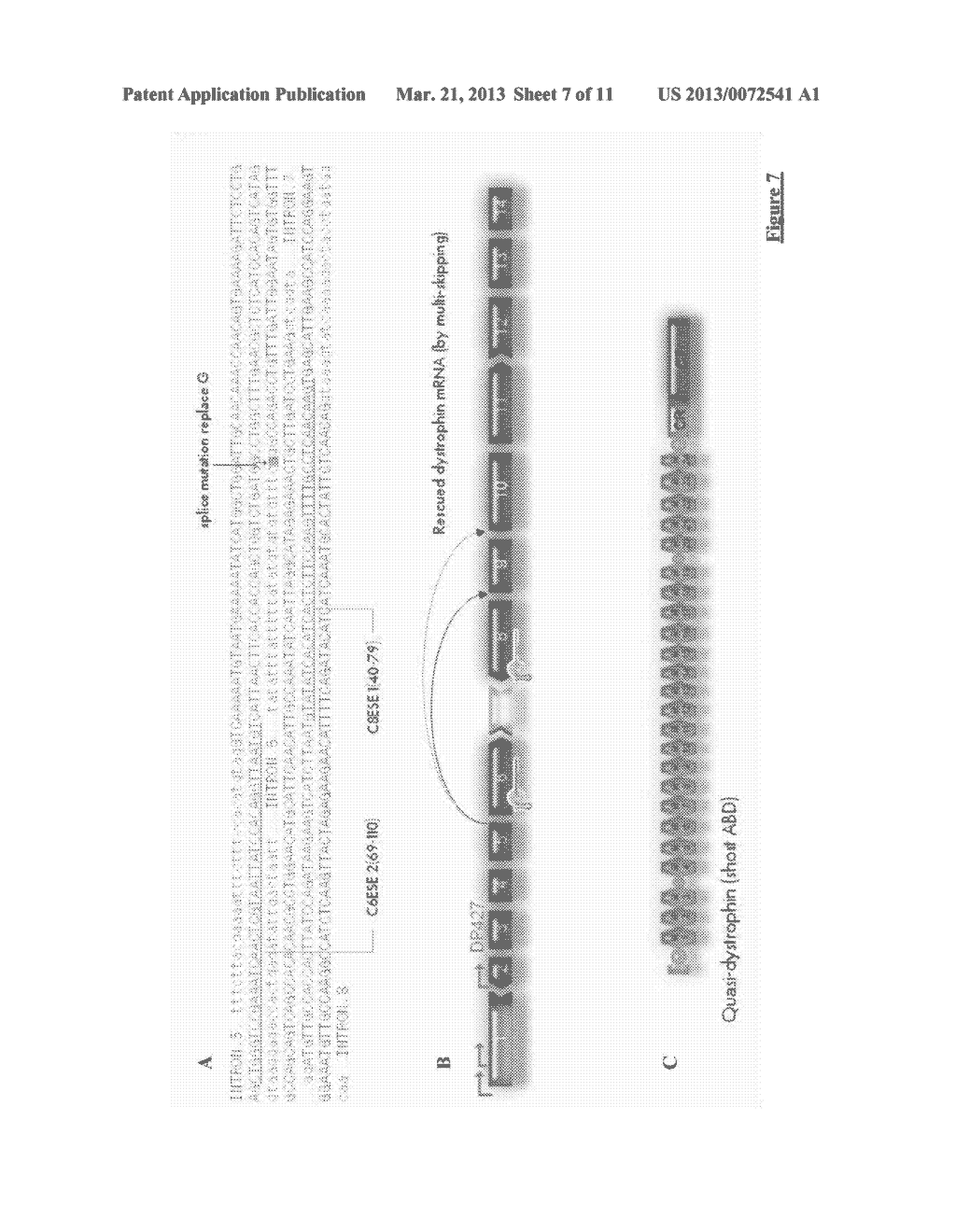 ADENO-ASSOCIATED VIRAL VECTOR FOR EXON SKIPPING IN A GENE ENCODING A     DISPENSIBLE-DOMAIN PROTEIN - diagram, schematic, and image 08