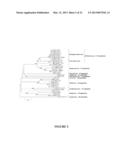 PISCINE REOVIRUS DIAGNOSTIC COMPOSITIONS diagram and image