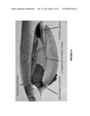 PISCINE REOVIRUS DIAGNOSTIC COMPOSITIONS diagram and image