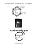 PISCINE REOVIRUS DIAGNOSTIC COMPOSITIONS diagram and image