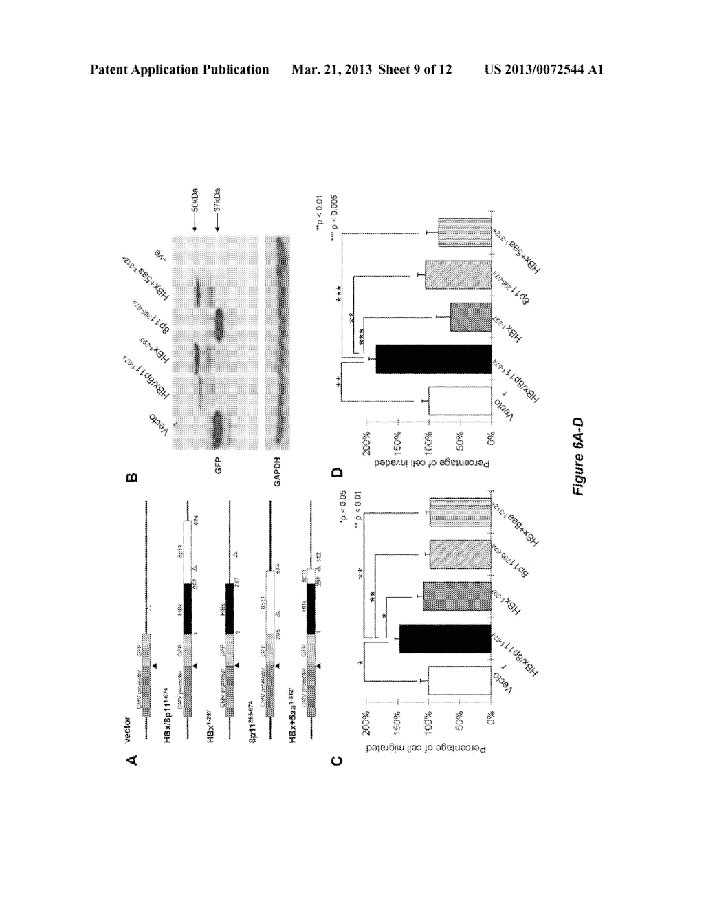 DETECTION OF HBX/8P11 HYBRID SEQUENCE IN HUMAN HEPATOCELLULAR CARCINOMA - diagram, schematic, and image 10