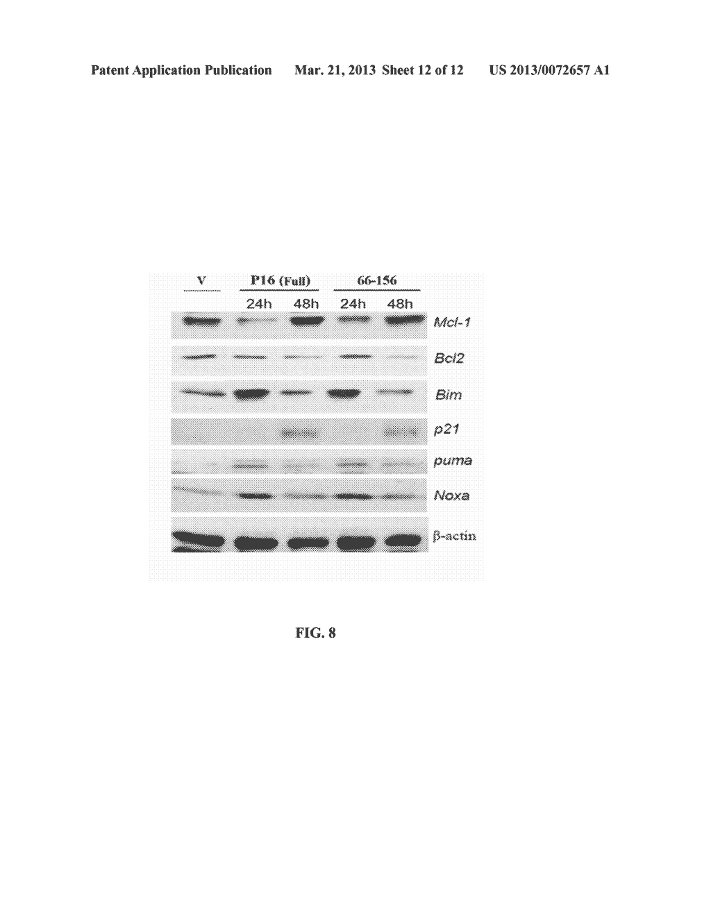 CELL GROWTH INHIBITOR DERIVED FROM p16INK4a AND METHOD OF SYNTHESIZING THE     SAME - diagram, schematic, and image 13