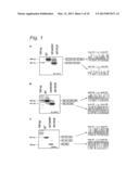 MODULATION OF EXON RECOGNITION IN PRE-MRNA BY INTERFERING WITH THE     SECONDARY RNA STRUCTURE diagram and image