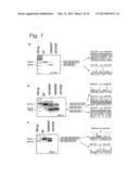 MODULATION OF EXON RECOGNITION IN PRE-MRNA BY INTERFERING WITH THE     SECONDARY RNA STRUCTURE diagram and image