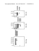 MODULATION OF EXON RECOGNITION IN PRE-MRNA BY INTERFERING WITH THE     SECONDARY RNA STRUCTURE diagram and image