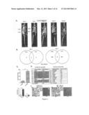 USE OF ENTRAINED NEUTROPHILS TO TREAT METASTATIC AND MICROMETASTATIC     DISEASE IN AT RISK PATIENTS diagram and image