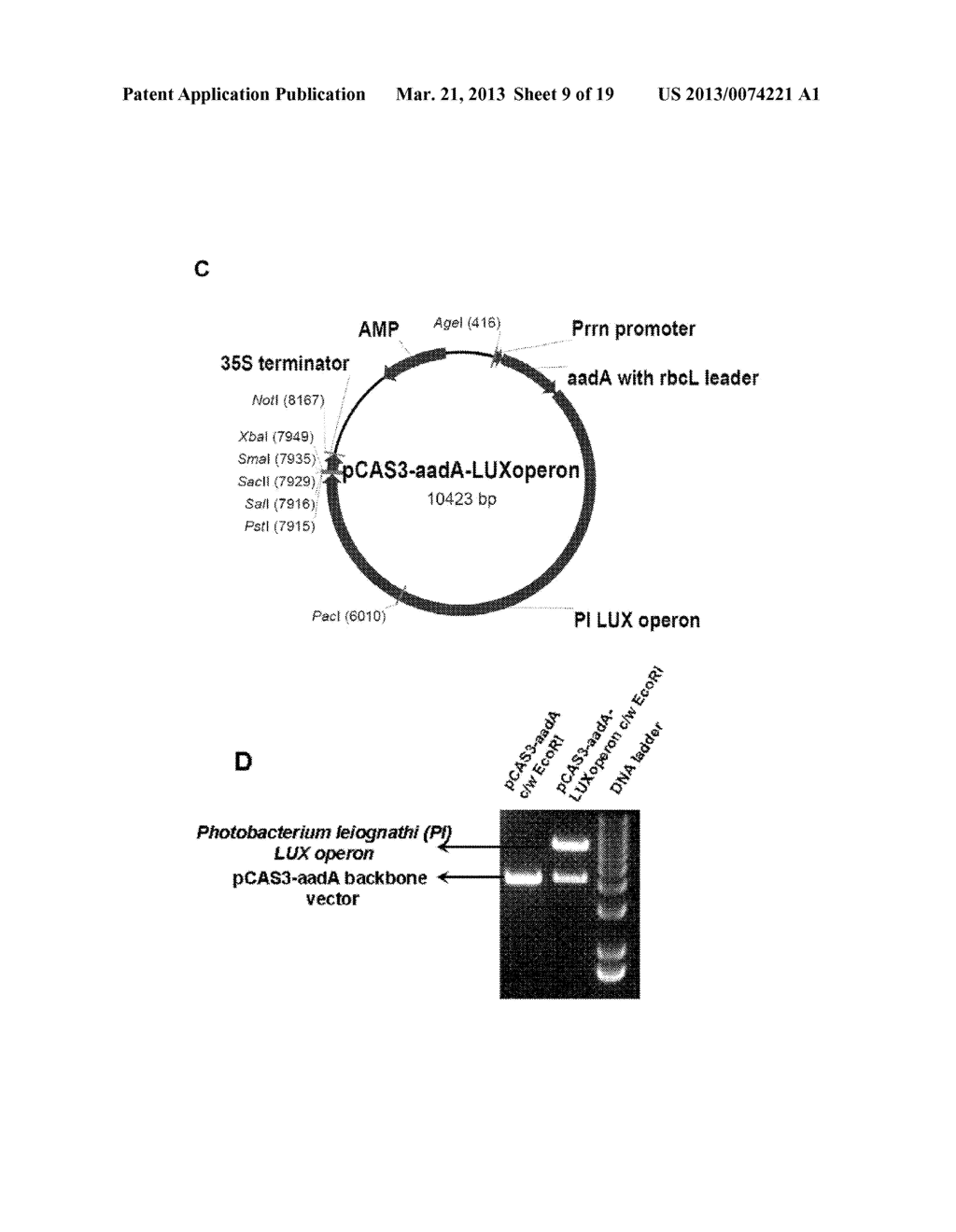 AUTOLUMINESCENT PLANTS INCLUDING THE BACTERIAL LUX OPERON AND METHODS OF     MAKING SAME - diagram, schematic, and image 10