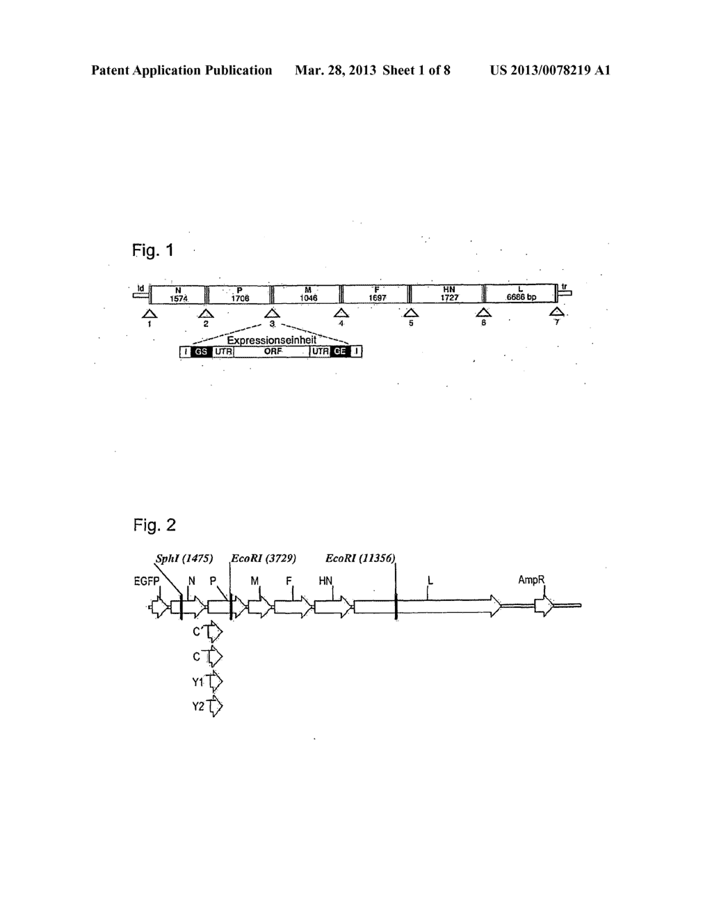 GENETICALLY MODIFIED PARAMYXOVIRUS FOR TREATMENT OF TUMOR DISEASES - diagram, schematic, and image 02