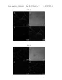 MULTIPOTENT ADULT STEM CELL DERIVED FROM CANINE UMBILICAL CORD BLOOD,     PLACENTA AND CANINE FETUS HEART, METHOD FOR PREPARING THE SAME AND     CELLULAR THERAPEUTICS CONTAINING THE SAME diagram and image