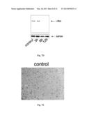 Method for Modulating MicroRNA Content in Living Beings and the Use     Thereof diagram and image