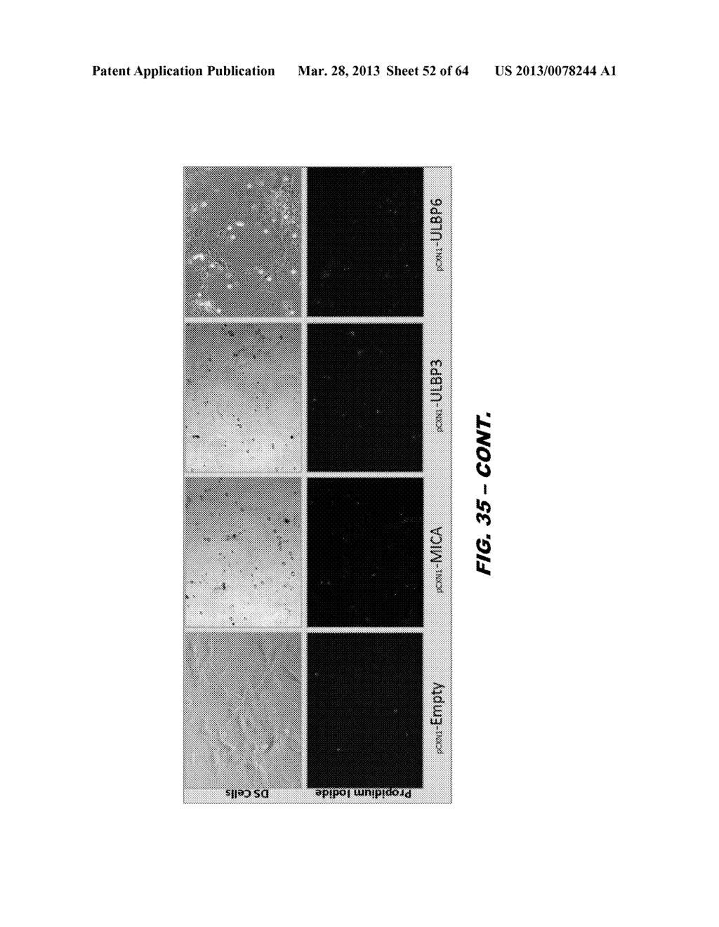 METHODS FOR DETECTING AND REGULATING ALOPECIA AREATA  AND GENE COHORTS     THEREOF - diagram, schematic, and image 53