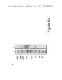 BISPECIFIC T CELL ACTIVATING ANTIGEN BINDING MOLECULES diagram and image