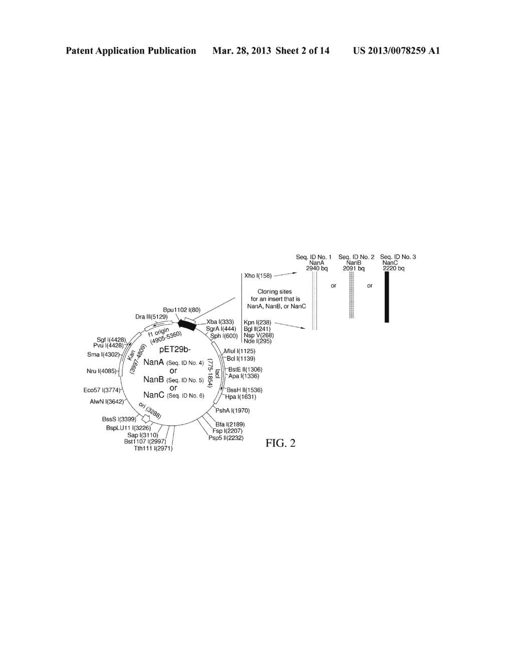 METHOD OF DIAGNOSING AND PREVENTING PNEUMOCOCCAL DISEASES USING     PNEUMOCOCCAL NEURAMINIDASES - diagram, schematic, and image 03