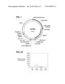 HER-2 PEPTIDES AND VACCINES diagram and image