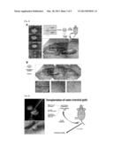 BIO-ADHESIVE AGENT COMPRISING SURFACE-MODIFIED HYDROXYAPATITE AND USE     THEREOF diagram and image