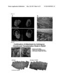 BIO-ADHESIVE AGENT COMPRISING SURFACE-MODIFIED HYDROXYAPATITE AND USE     THEREOF diagram and image