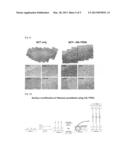 BIO-ADHESIVE AGENT COMPRISING SURFACE-MODIFIED HYDROXYAPATITE AND USE     THEREOF diagram and image