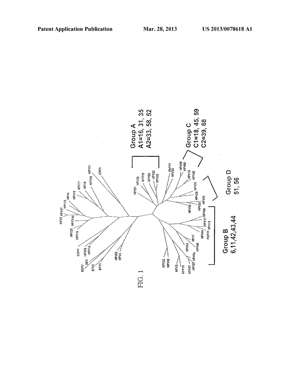 COMPOSITIONS, REACTION MIXTURES AND METHODS FOR DETECTING NUCLEIC ACIDS     FROM TYPE A1 AND/OR TYPE C1 HUMAN PAPILLOMAVIRUS - diagram, schematic, and image 02