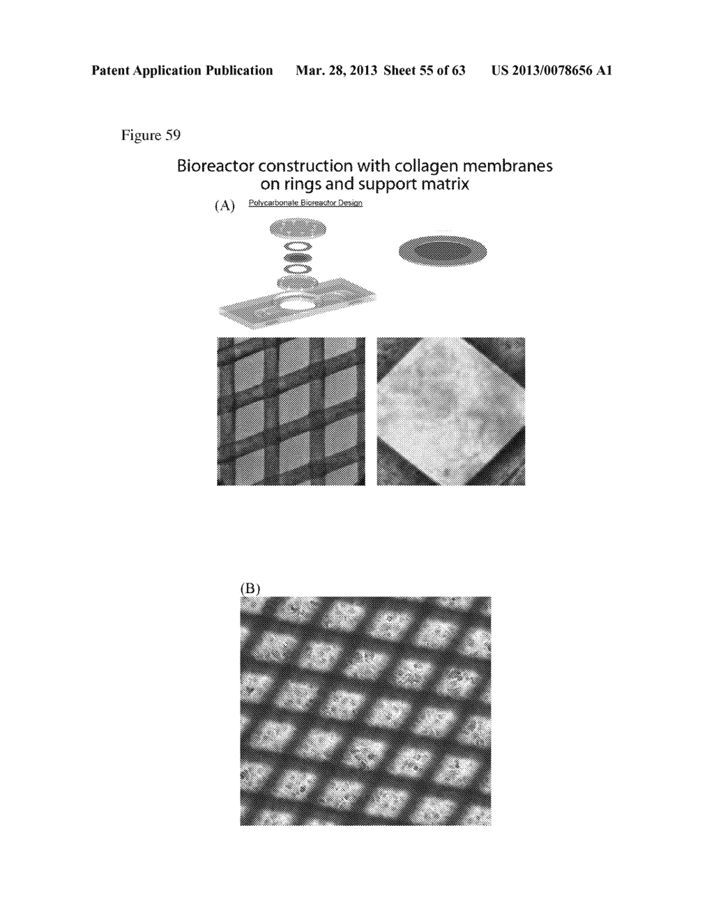 ARTIFICIAL IMMUNE SYSTEM: METHODS OF USE - diagram, schematic, and image 56