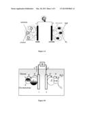 Bacillus Pumilus Bilirubin Oxidase and Applications Thereof diagram and image