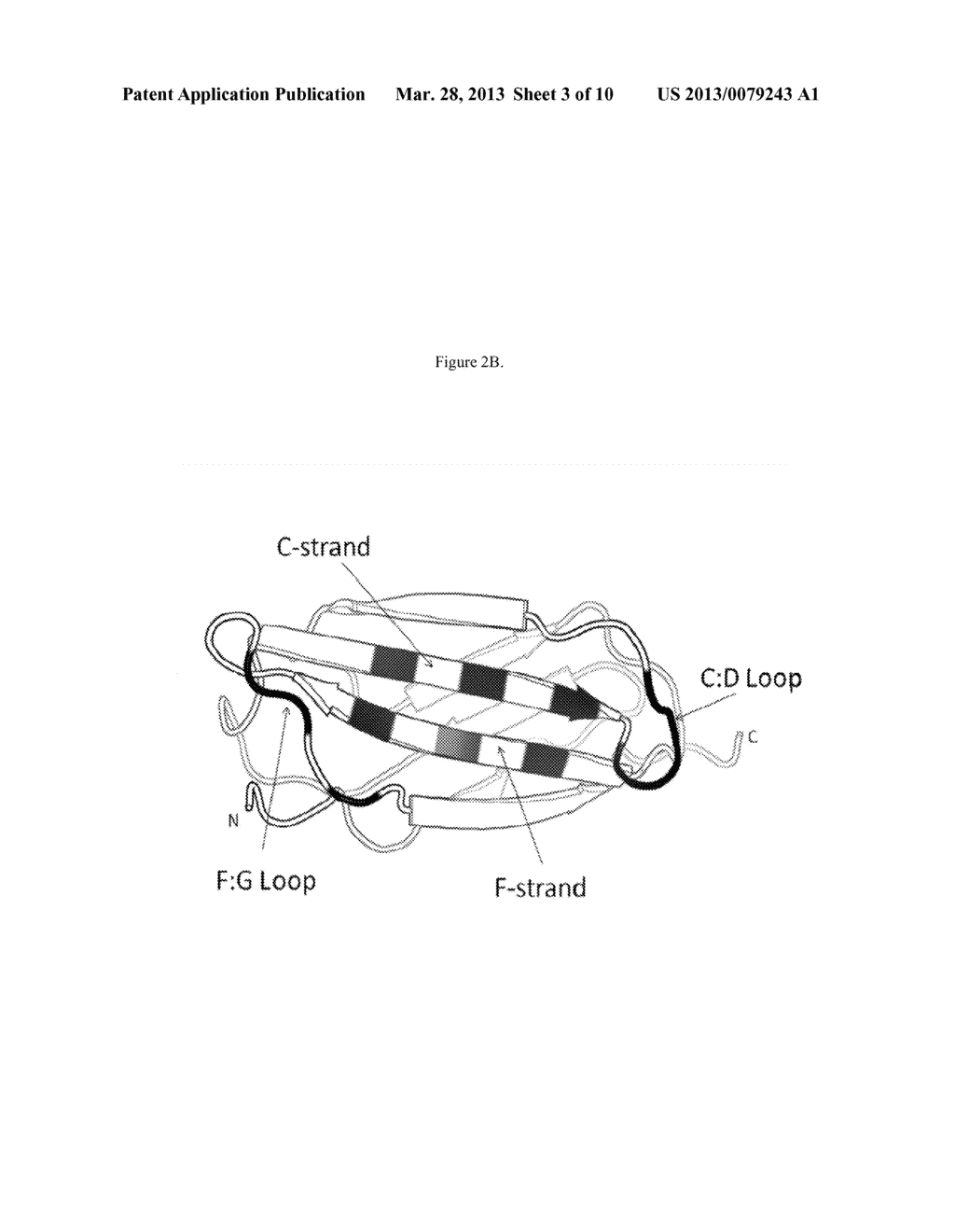 Fibronectin Type III Repeat Based Protein Scaffolds with Alternative     Binding Surfaces - diagram, schematic, and image 04