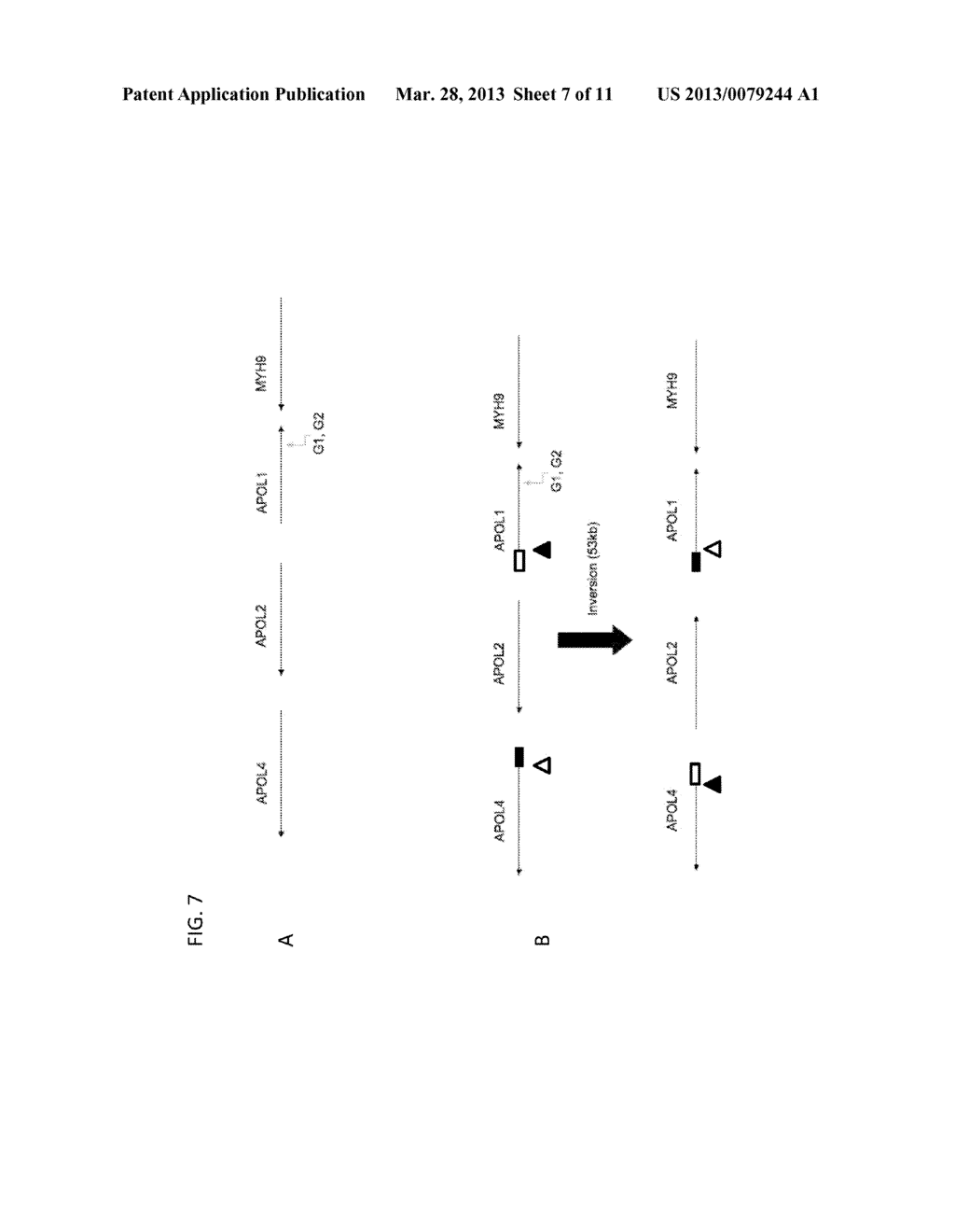 METHODS OF PREDICTING PREDISPOSITION TO OR RISK OF KIDNEY DISEASE - diagram, schematic, and image 08