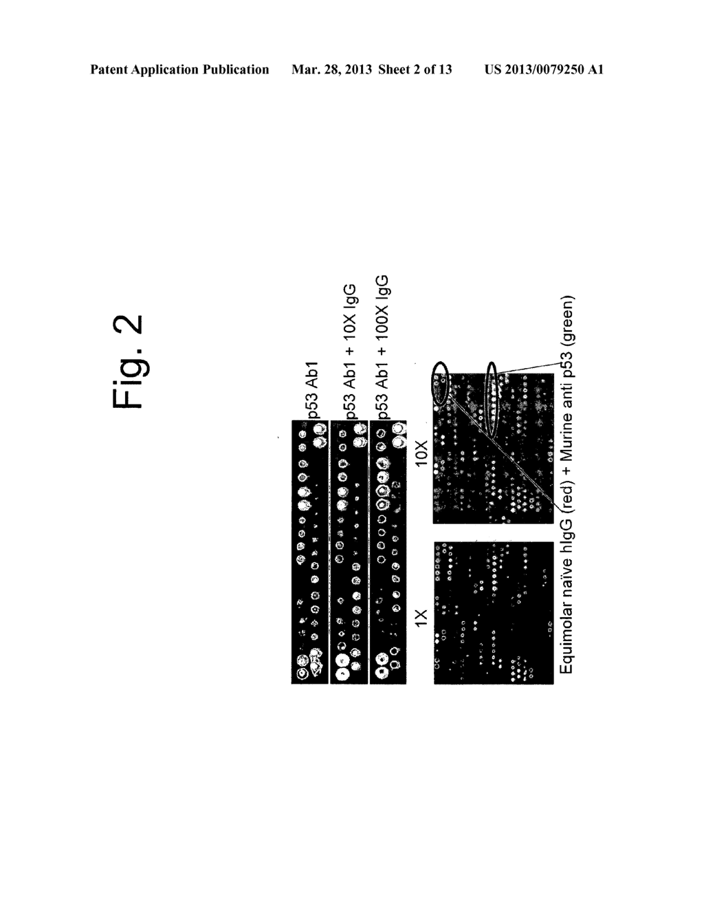 Compound Arrays for Sample Profiling - diagram, schematic, and image 03