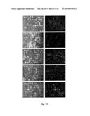 NEURO-PROTECTIVE EFFECTS OF ADELOSTEMMA GRACILLIMUM AND ITS ISOLATED     COMPOUNDS diagram and image