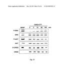 NEURO-PROTECTIVE EFFECTS OF ADELOSTEMMA GRACILLIMUM AND ITS ISOLATED     COMPOUNDS diagram and image