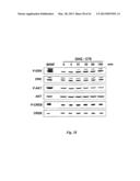 NEURO-PROTECTIVE EFFECTS OF ADELOSTEMMA GRACILLIMUM AND ITS ISOLATED     COMPOUNDS diagram and image