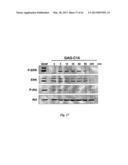 NEURO-PROTECTIVE EFFECTS OF ADELOSTEMMA GRACILLIMUM AND ITS ISOLATED     COMPOUNDS diagram and image