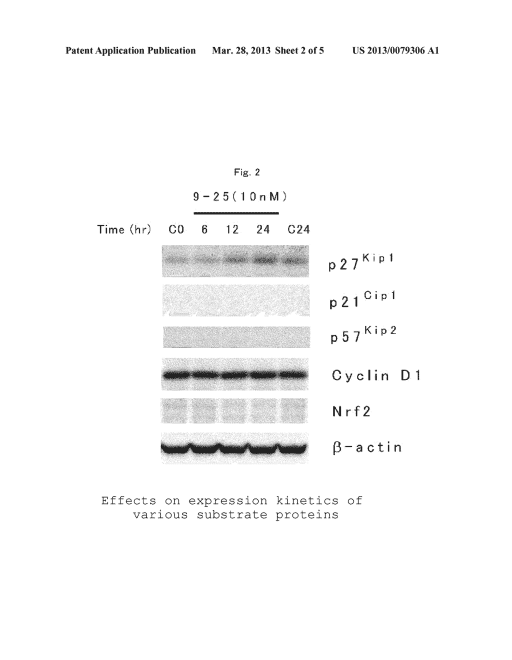 HETEROCYCLIC COMPOUND AND p27Kip1 DEGRADATION INHIBITOR - diagram, schematic, and image 03