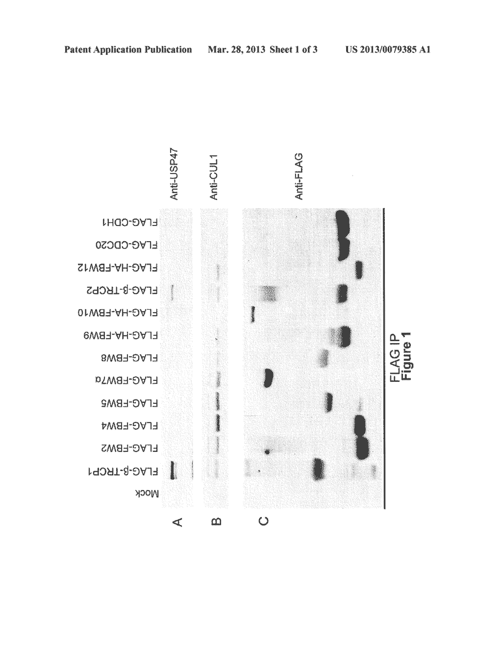 USP47 Inhibtors and Methods to Induce Apoptosis - diagram, schematic, and image 02