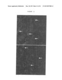 FORMULATIONS COMPRISING ANTISENSE NUCLEOTIDES TO CONNEXINS diagram and image