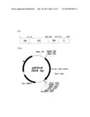 FC BINDING PROTEIN AND METHOD FOR MANUFACTURING SAME diagram and image