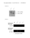 NRIP KNOCKOUT MICE AND USES THEREOF diagram and image