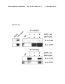 NRIP KNOCKOUT MICE AND USES THEREOF diagram and image