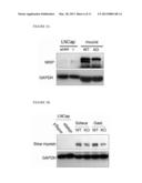 NRIP KNOCKOUT MICE AND USES THEREOF diagram and image