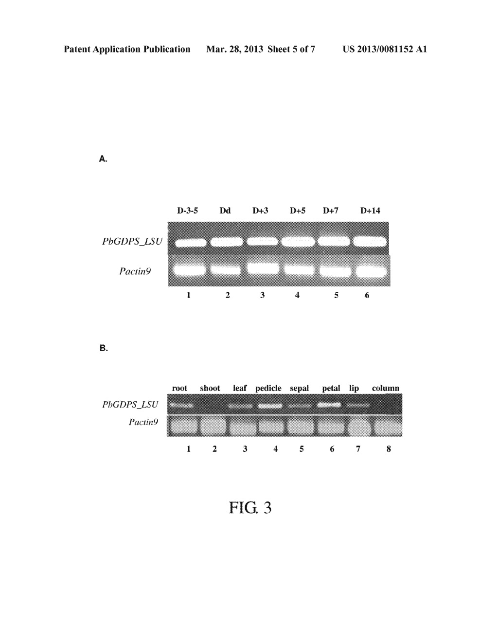 GENE, PROTEIN, PROTEIN COMPLEX AND METHOD FOR IMPROVING AROMA PRODUCTION     IN A PLANT - diagram, schematic, and image 06