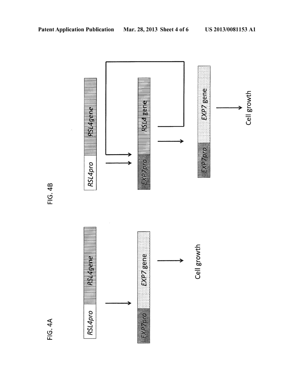 Expression Of Transcription Factor Encoding Genes - diagram, schematic, and image 05