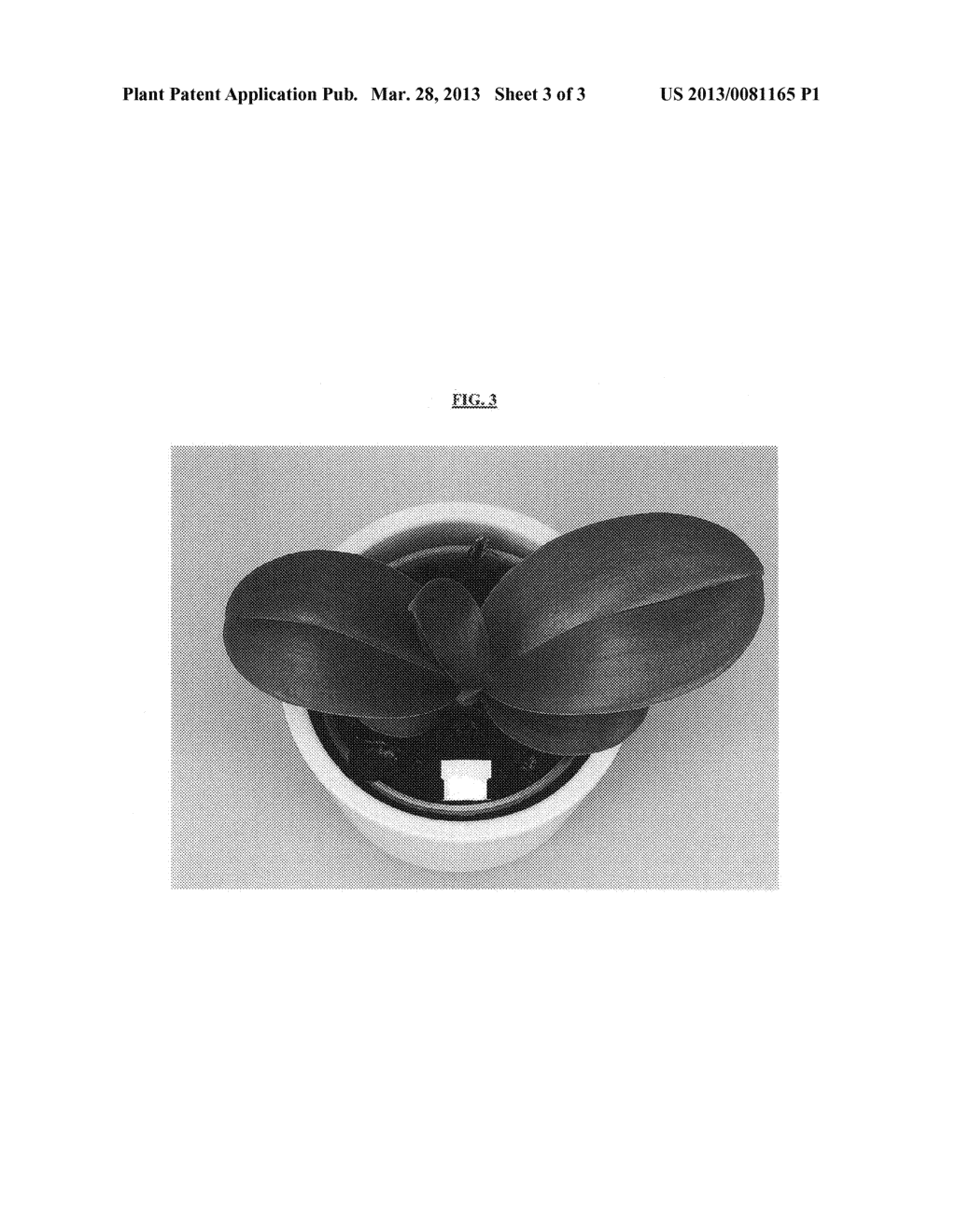 Phalaenopsis orchid plant named 'Timberline' - diagram, schematic, and image 06