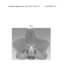 Phalaenopsis orchid plant named  Palazzio  diagram and image