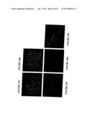 STEM CELLS FROM ADIPOSE TISSUE, AND DIFFERENTIATED CELLS FROM SAID CELLS diagram and image