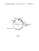 Variant Form of Urate Oxidase and Use Thereof diagram and image