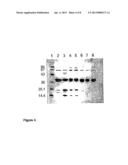 Variant Form of Urate Oxidase and Use Thereof diagram and image