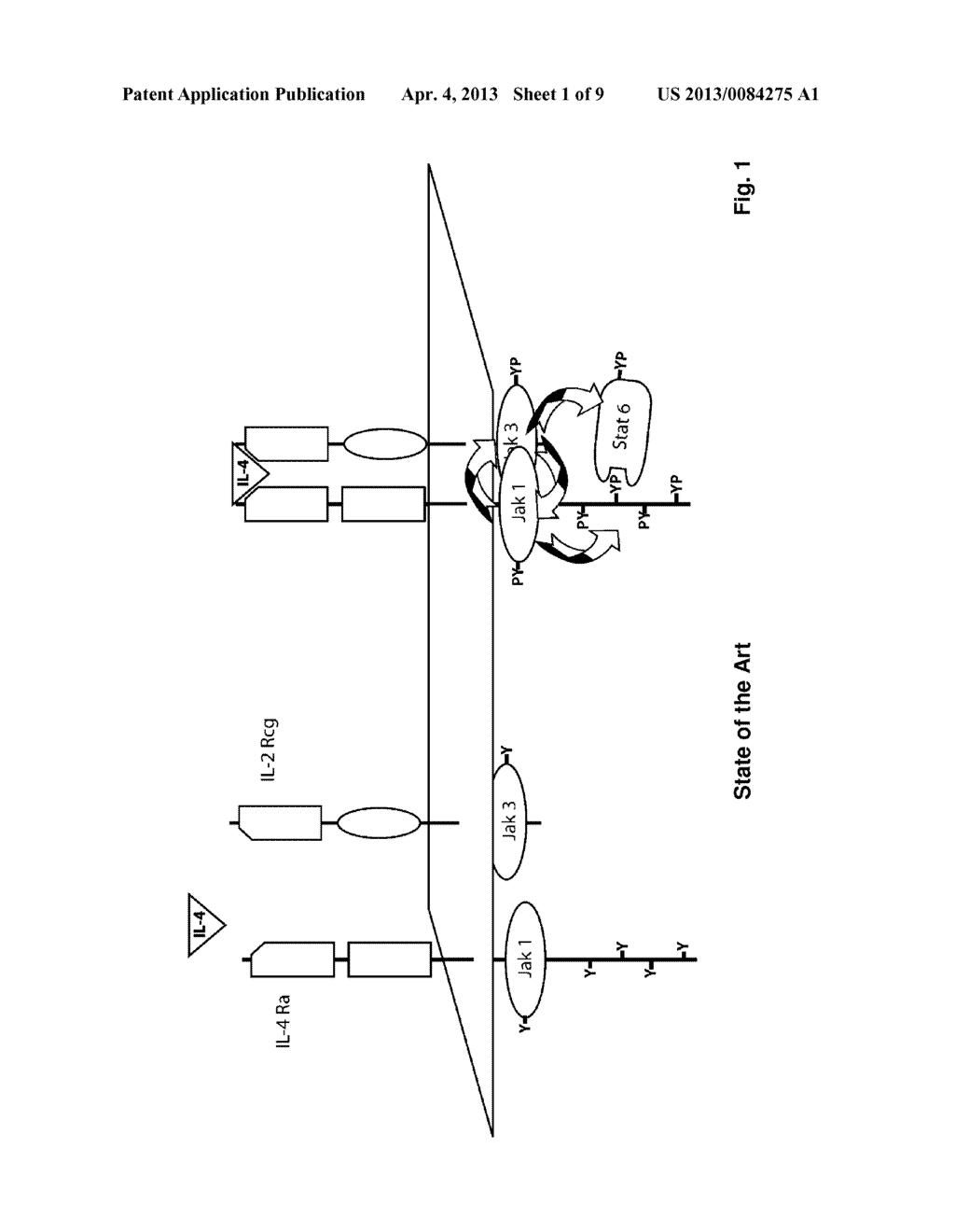 Methods and Compositions for Reducing Interleukin-4 or Interleukin-13     Signaling - diagram, schematic, and image 02