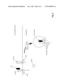 Methods and Compositions for Reducing Interleukin-4 or Interleukin-13     Signaling diagram and image